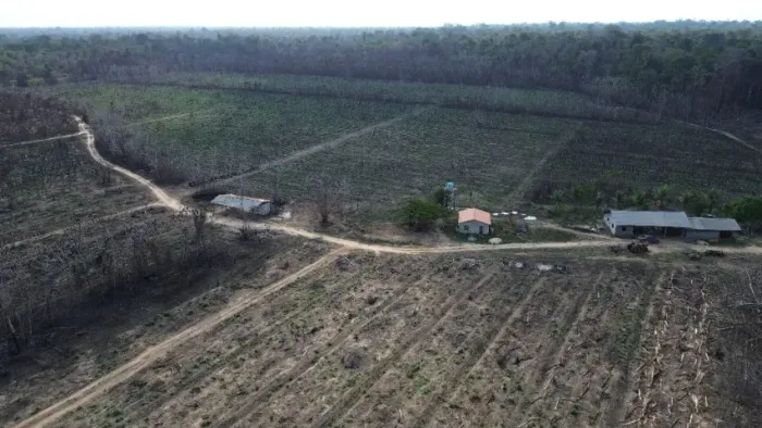1000 hectares no Moju por 3.3milhões de reais 