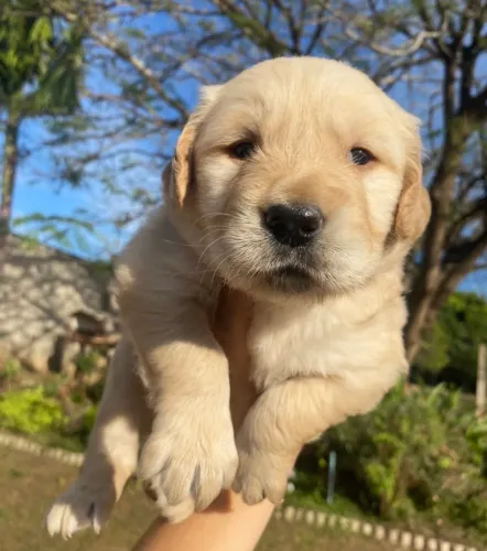 G o l d e n R e t r i v e r 