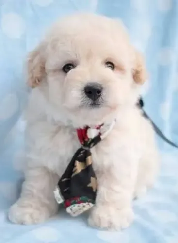 Poodle Filhotes Amorosos