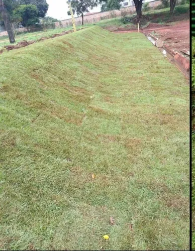 GRAMAS já plantadas !!
