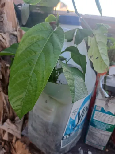 Mudas de maracujar doce!