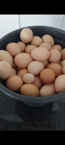 30 Ovos de capoeira frescos