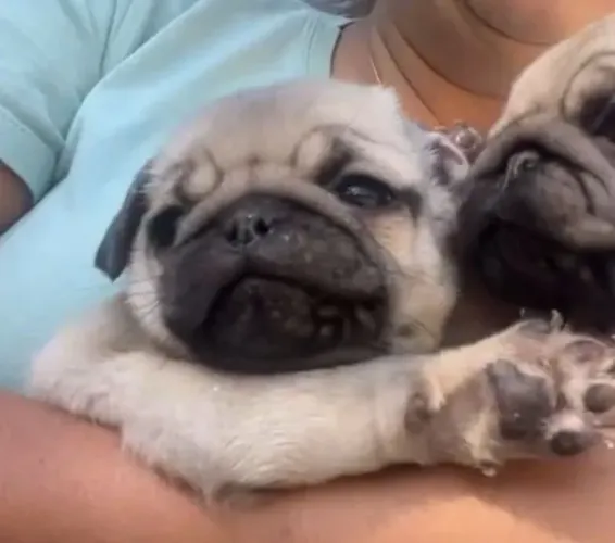 Pug - carinha de bravo, coração mole