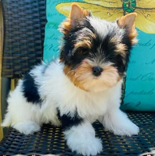 Mini Macho Biewer Terrier - Entrega com Kit Filhote