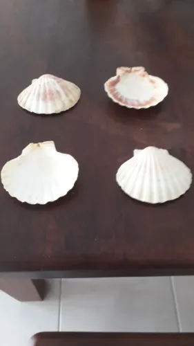 Conchas marinhas , ideal para destacar se evento gastronômico 