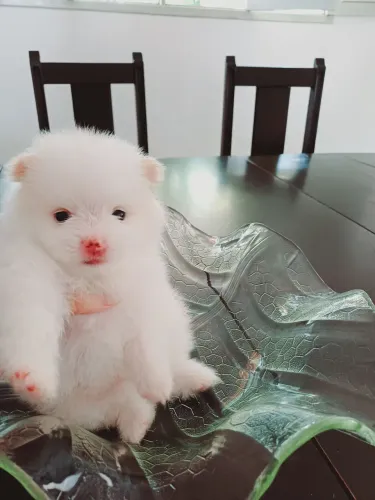 Spits alemão anão-Lulu da pomerania branco