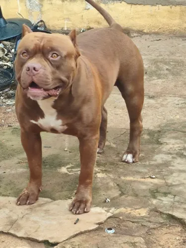 Cachorro Pitbull muito bonito para cruzar preço a combinar ou filhote