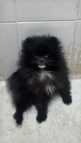 Fêmea. Lulu. 5 meses 