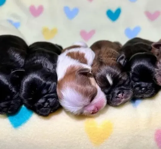 Filhotes de Shih Tzu | Um companheiro fiel!