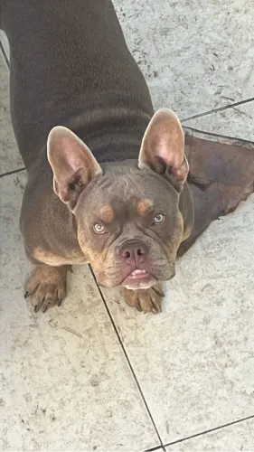 Vendo cachorro