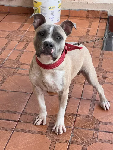 AMERICAN BULLY STANDARD