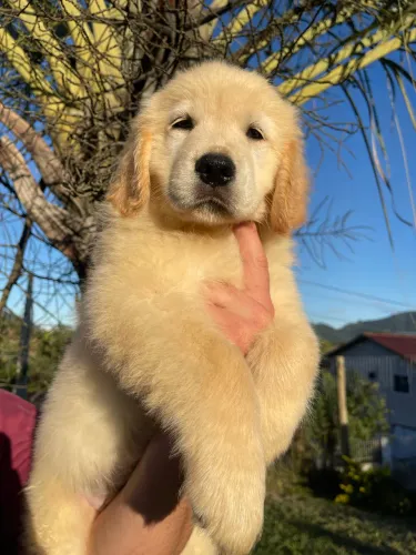 Filhotes Golden Retriever liberados com Pedigree