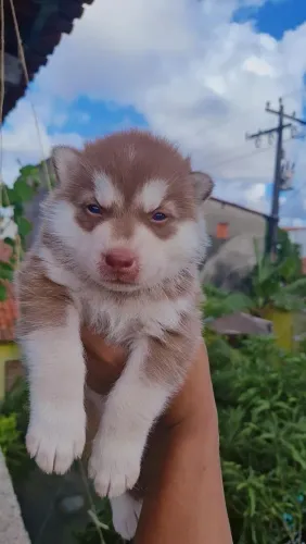 Husky siberiano macho
