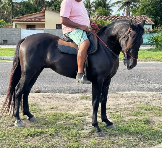 Cavalo mangalarga marchador 