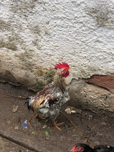 Vendo galo novo