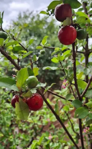 Muda de acerola adulta , 2 metros com frutos deliciosos