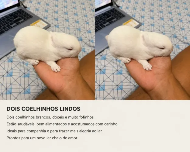 COELHOS