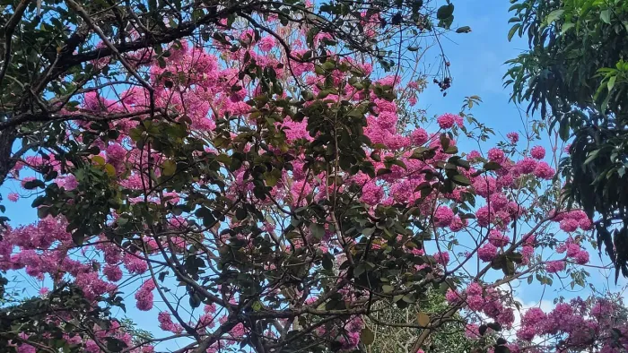 Contrata-se caseiro