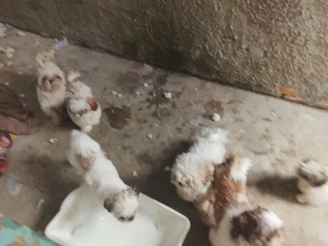 Vende se cachorro shih tzu
