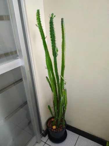 Lindo Cacto ? 1.20cm