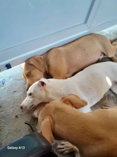Doação de cachorro pitbull 
