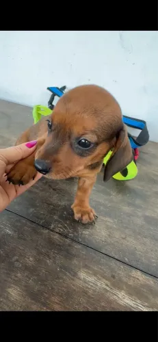 ? Uma verdadeira princesa de quatro patinhas esperando por um lar cheio de amor! ?