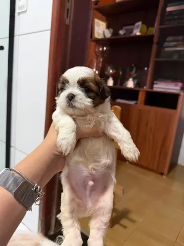 Filhote Shih Tzu à venda com 45 dias de nascido, já vacinado
