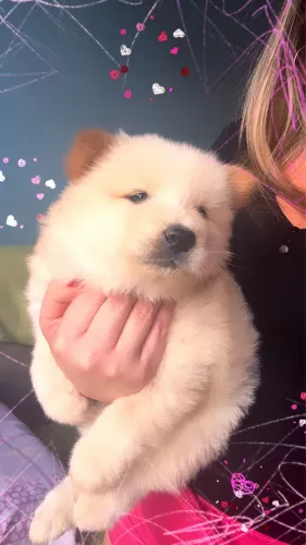 Chow Chow 