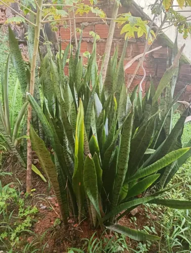 Espadas de São Jorge