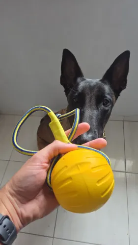 Bola de treino EVA com alça para cães de grande porte