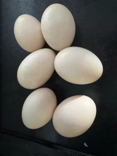 OVOS DE GANSO AFRICANO GALADO