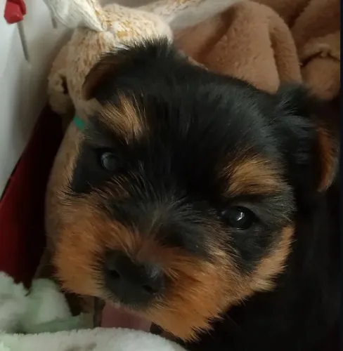 Filhote Yorkshire Terrier, Leve para casa um pacotinho de fofura!