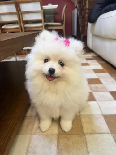 Filhote de Lulu da Pomerania 