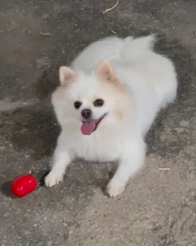 Spitz Alemão Fêmea 