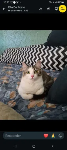 Gatinhas super dóceis castrada
