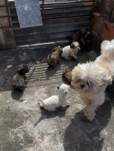 Filhotes mini Shih Tzu