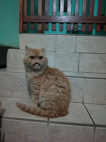 Gata persa adulta