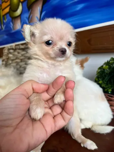 Chihuahua