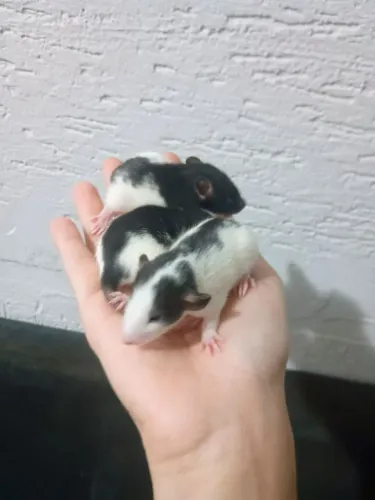 twister dumbo
