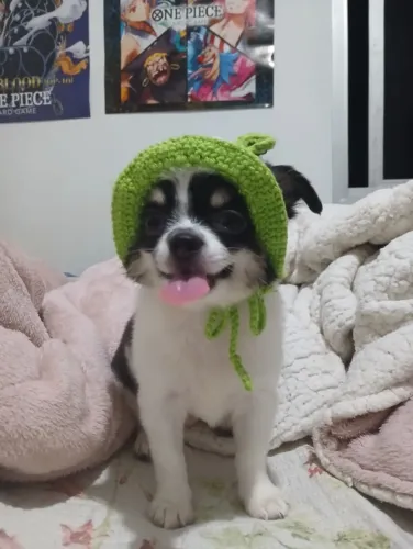 Vendo chihuahua tailandês c/ pedigree