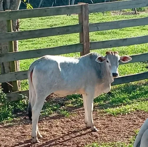 Vendo bezerra