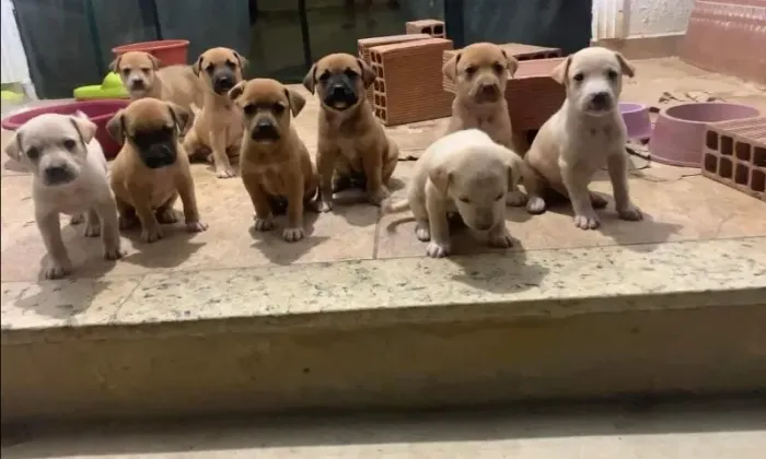 LABRADOR X BOXER Quem tem um cãozinho nunca mais se sente sozinho. CHAMA 9 975I 649I