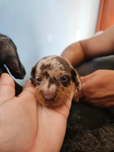 Filhote de dachshund (salsichinha)