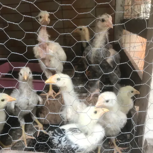 Pintinhos Mestiços Caipira Índios. 