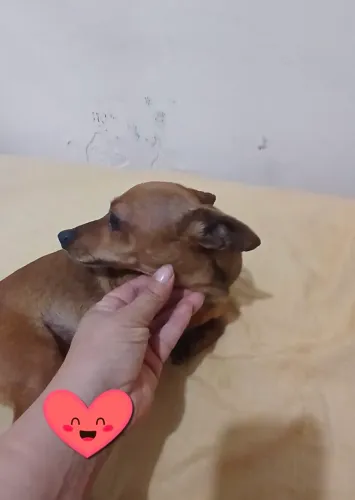 Pinscher Fêmea caramelo 1 ano
