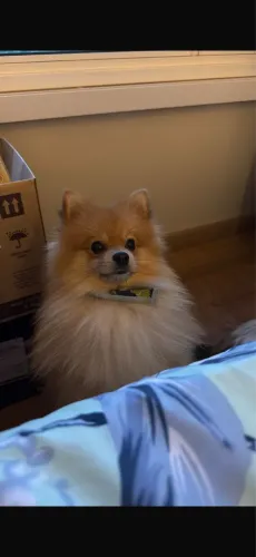 Vendo Spitz Anão 