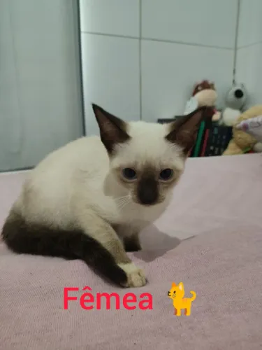 Gatinhos para doação. 