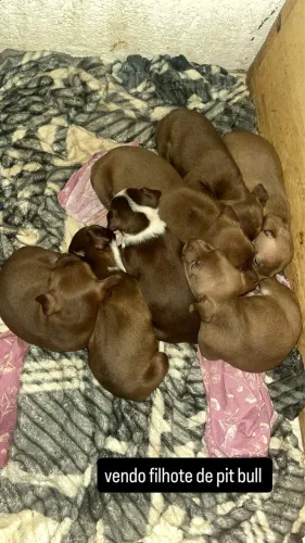 Vendo filhote de pit bull