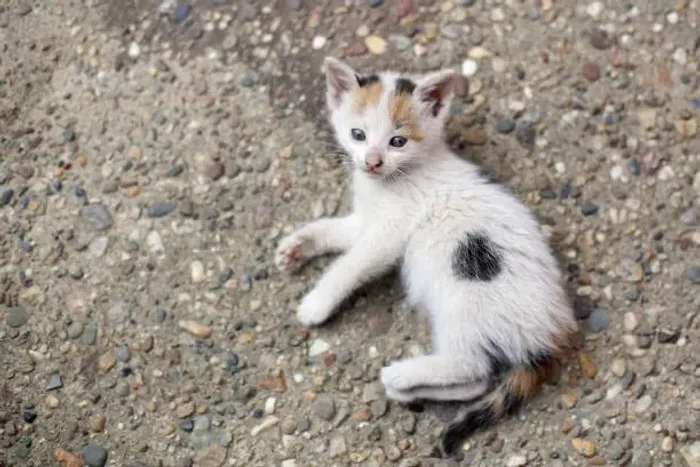 Gatinho