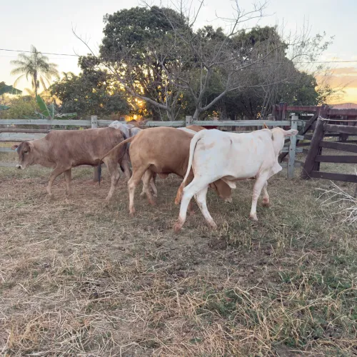 Vendo 05 Novilhas de cruzamento industrial